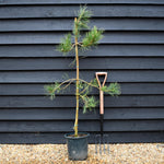 Pinus tabuliformis - Chinese Red Pine - Height 100-125cm - 12lt