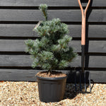 Pinus parviflora 'Negishi' - Height 60-80cm - 12lt