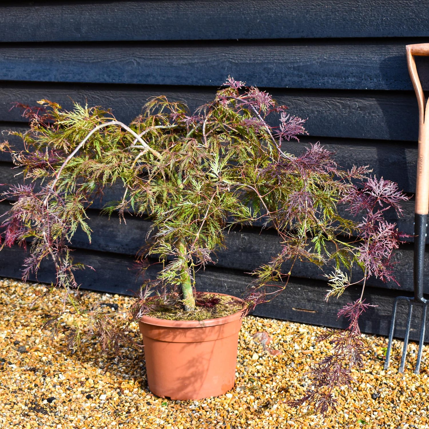 Japanese Maple 'Inaba-shidare' | Acer palmatum - Clear Stem 30cm - Height 60-70cm - 15lt