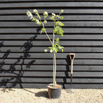 Apple tree 'Blenheim Orange' | Malus domestica - MM106 - Semi Vigorous - Height 150-160cm - 20lt