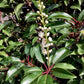 Prunus Lusitanica | Portuguese Laurel Cherry - Frame - 165cm - 45lt