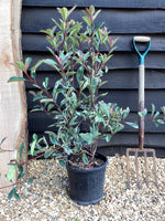 Photinia Pink Marble ('Cassini') - 10lt