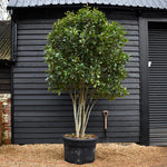 Photinia Red Robin |Parachute - Height 270-300 - 230lt