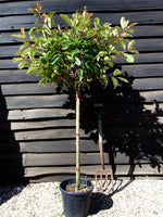 Photinia Red Robin | Christmas berry 'Little Red Robin' - Girth 4-6cm - 170cm, 15lt