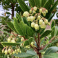 Arbutus Unedo | Strawberry Tree - Multistem - 425cm, 150lt