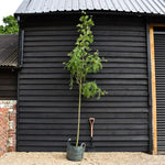 Sorbus aucuparia Asplenifolia - Clear Stem 140cm - Girth 10-12cm - Height 280-300cm - 45lt