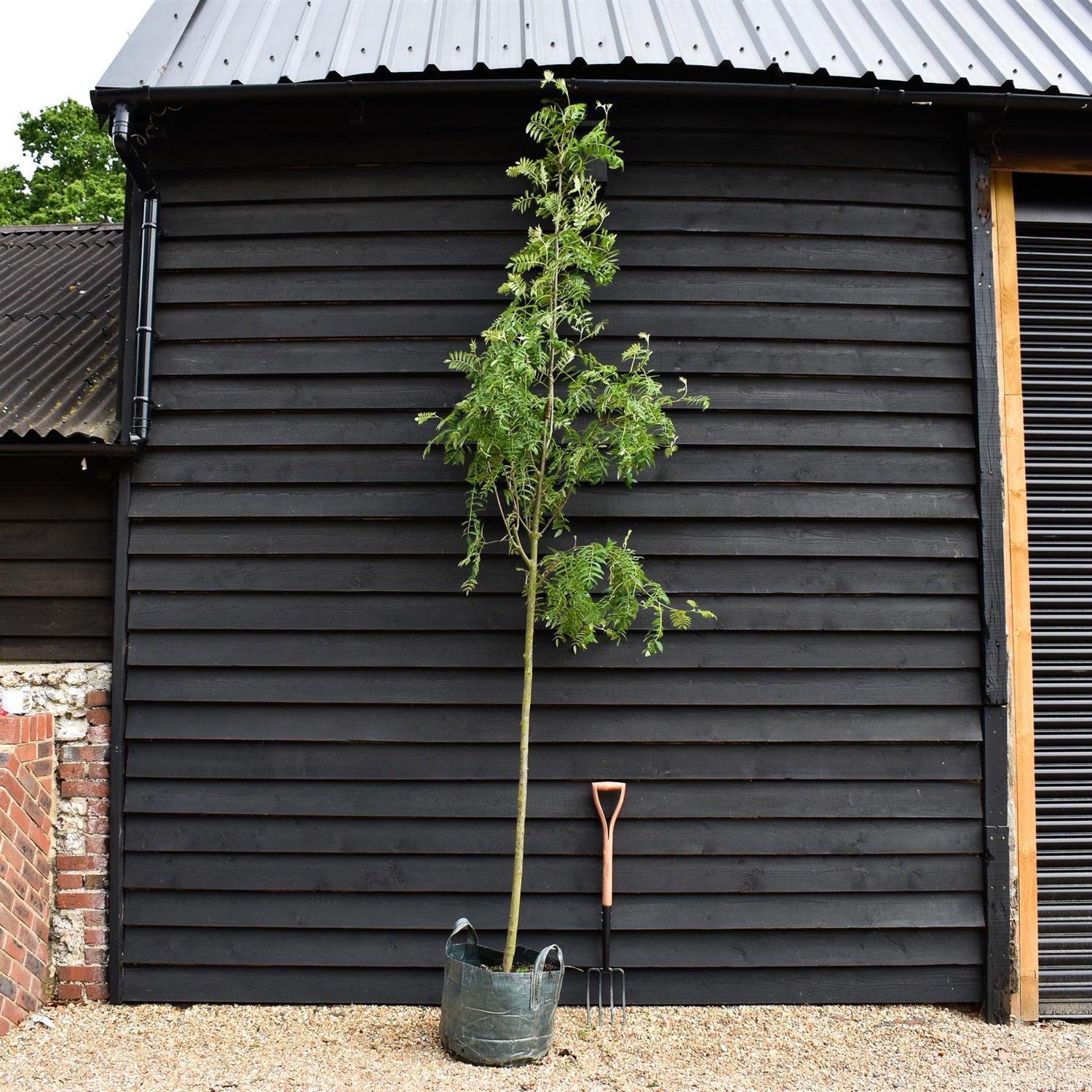 Sorbus aucuparia Asplenifolia - Clear Stem 140cm - Girth 10-12cm - Height 280-300cm - 45lt