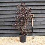 Pittosporum tenuifolium 'Purpureum' - Height 120-140cm -12lt