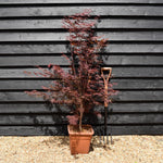 Japanese Maple 'Trompenburg' | Acer palmatum - Bushy - Height 100-150cm - 18-20lt