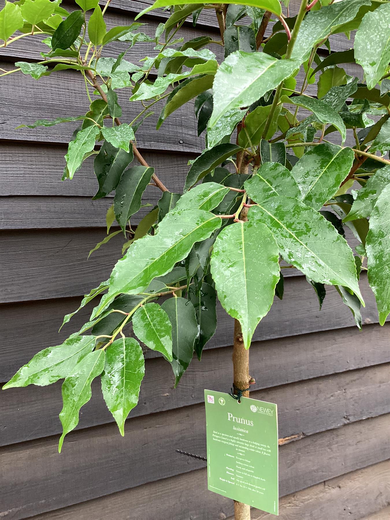 Prunus lusitanica | Portuguese Laurel - Clear Stem 160cm - Tree - Height 200-210cm - Girth 8-10cm - 25lt