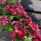Crataegus Laevigata 'Rosea Flore Pleno' | Double Pink Hawthorn - 180-220cm, 20lt
