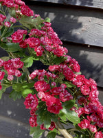 Crataegus Laevigata 'Rosea Flore Pleno' | Double Pink Hawthorn - 230-250cm, 20lt