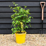 Laburnum x watereri 'Vossii' | Golden Chain Shrub - Height 50-60cm - 10lt