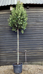 Photinia Red Robin | Christmas berry - Standard screening tree - Girth 12-14cm - Height 400cm - 70lt