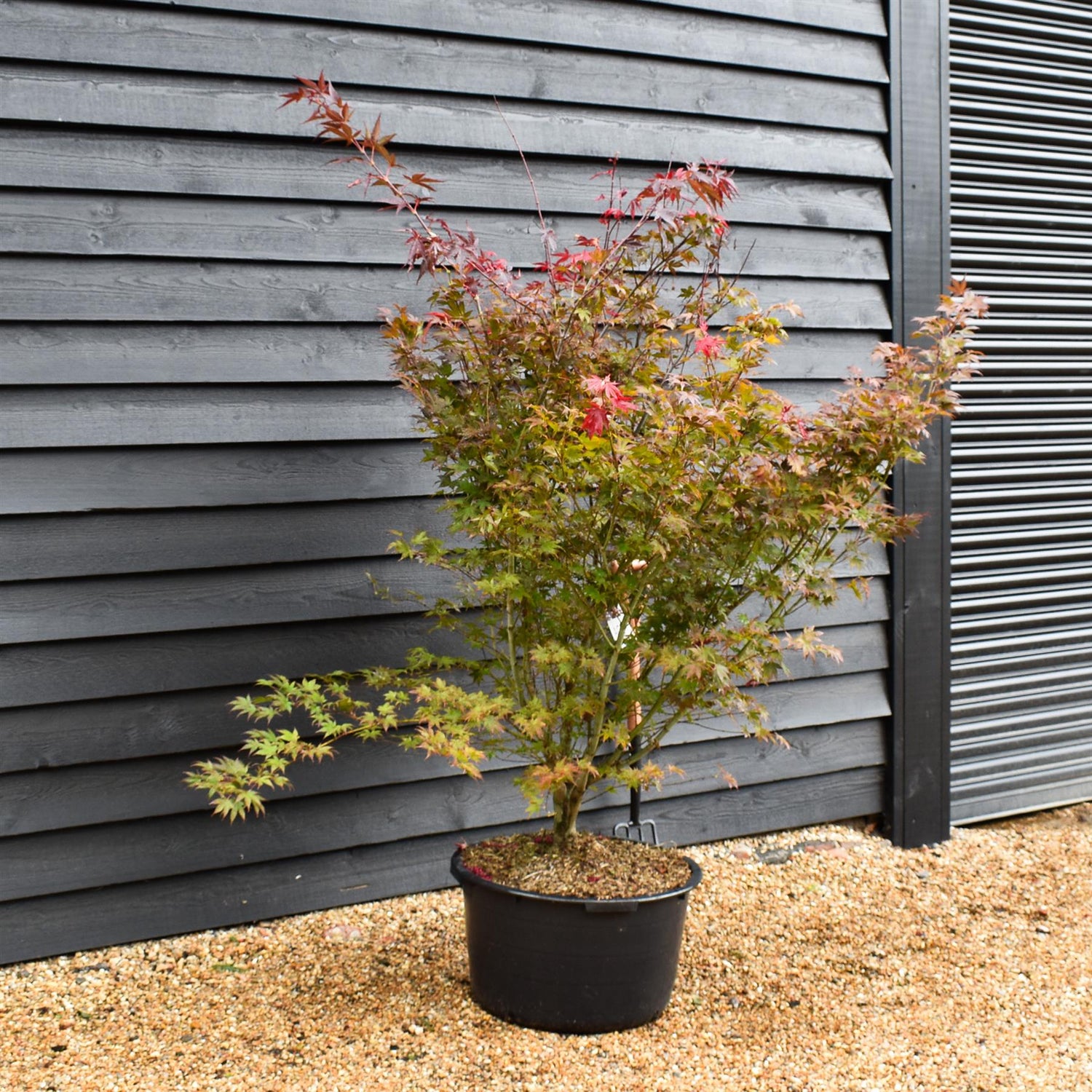Japanese maple | Acer palmatum 'Atropurpureum' - Bushy - Height 150-180cm - 65lt