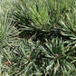 Pinus sylvestris 'Watereri' | Scots pine - Multistem - Parachute - Huge - Unique -  140-175cm - 230lt