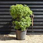 Pittosporum tenuifolium 'Golf Ball' - Height 100cm - 50lt