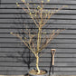Cornus controversa 'Variegata' | Wedding Cake Tree -200-250cm, 90lt