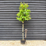 Prunus lusitanica | Portuguese Laurel - Clear Stem 160cm - Tree - Height 200-210cm - Girth 8-10cm - 25lt