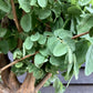 Robinia Pseudoacacia Umbraculifera 225-260cm - 12cm - Clear Stem - 25lt