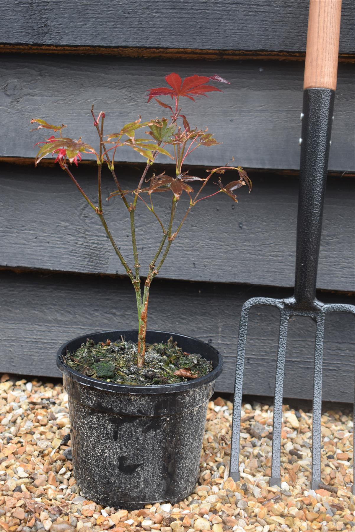 Acer palmatum 'Atropurpureum' | Red Leaf Japanese maple - Height 30-50cm - 3lt