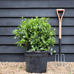 Viburnum tinus Eve Price - Ball - Wdith 50cm - Height 60-70cm - 30lt