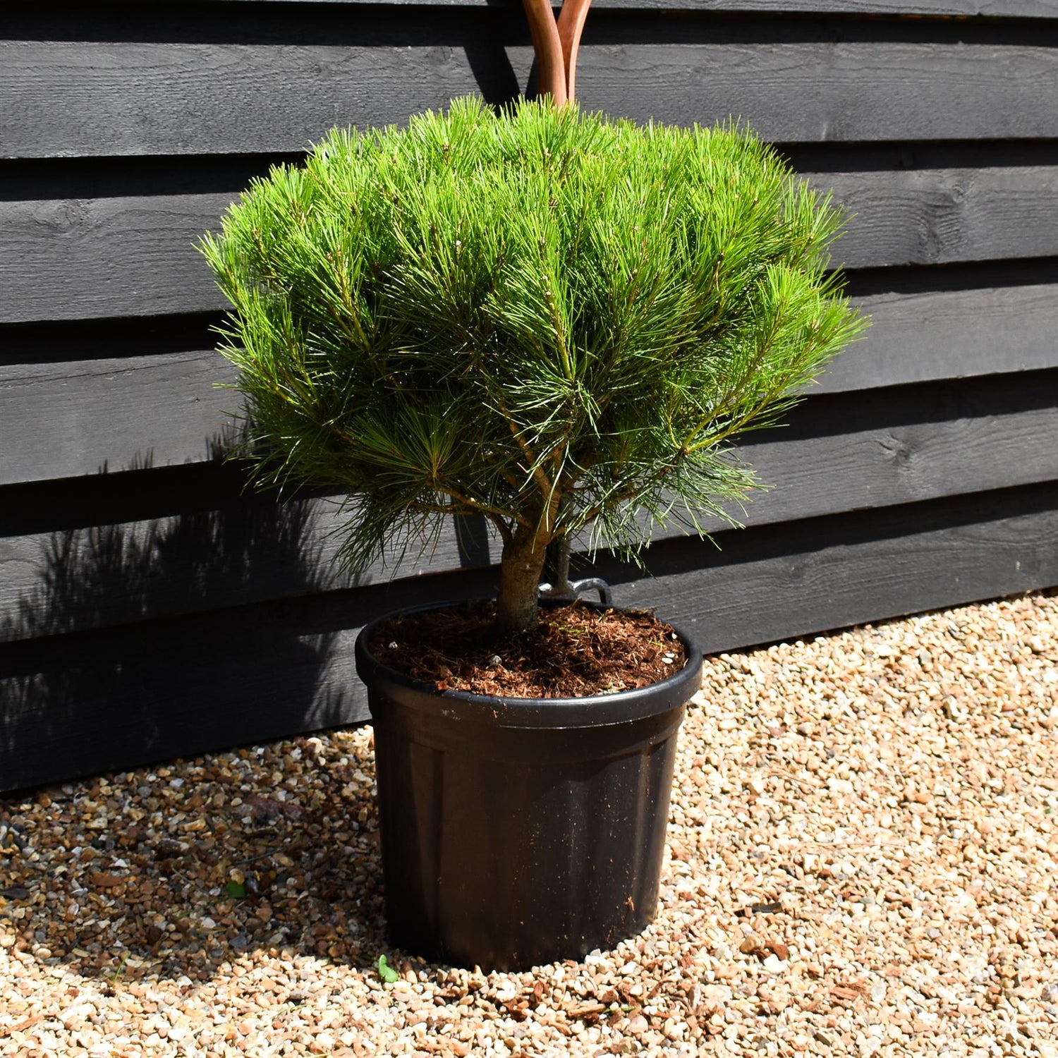 Pinus densiflora 'Alice Verkade' - Clear Stem 5cm - Girth 8-10cm - Height 40-50cm - Width 40-50cm - 20lt