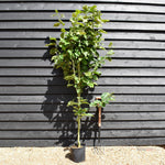 Magnolia Galaxy - 140-180cm, 10lt
