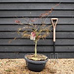 Garnet Japanese Maple | Acer palmatum 'Garnet' Weeping - Clear Stem 30-40cm - Height 80-90cm - 40lt