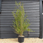 Punica granatum - Pomegranate - Shrub - Height 90-130cm - 90lt