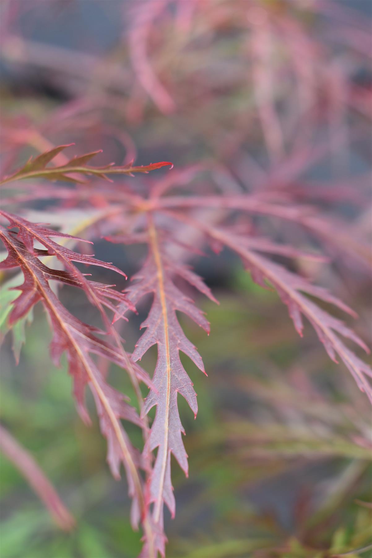 Japanese Maple 'Garnet' | Acer palmatum 'Garnet'   Clear Stem 20cm - Height 50-70cm - 4lt