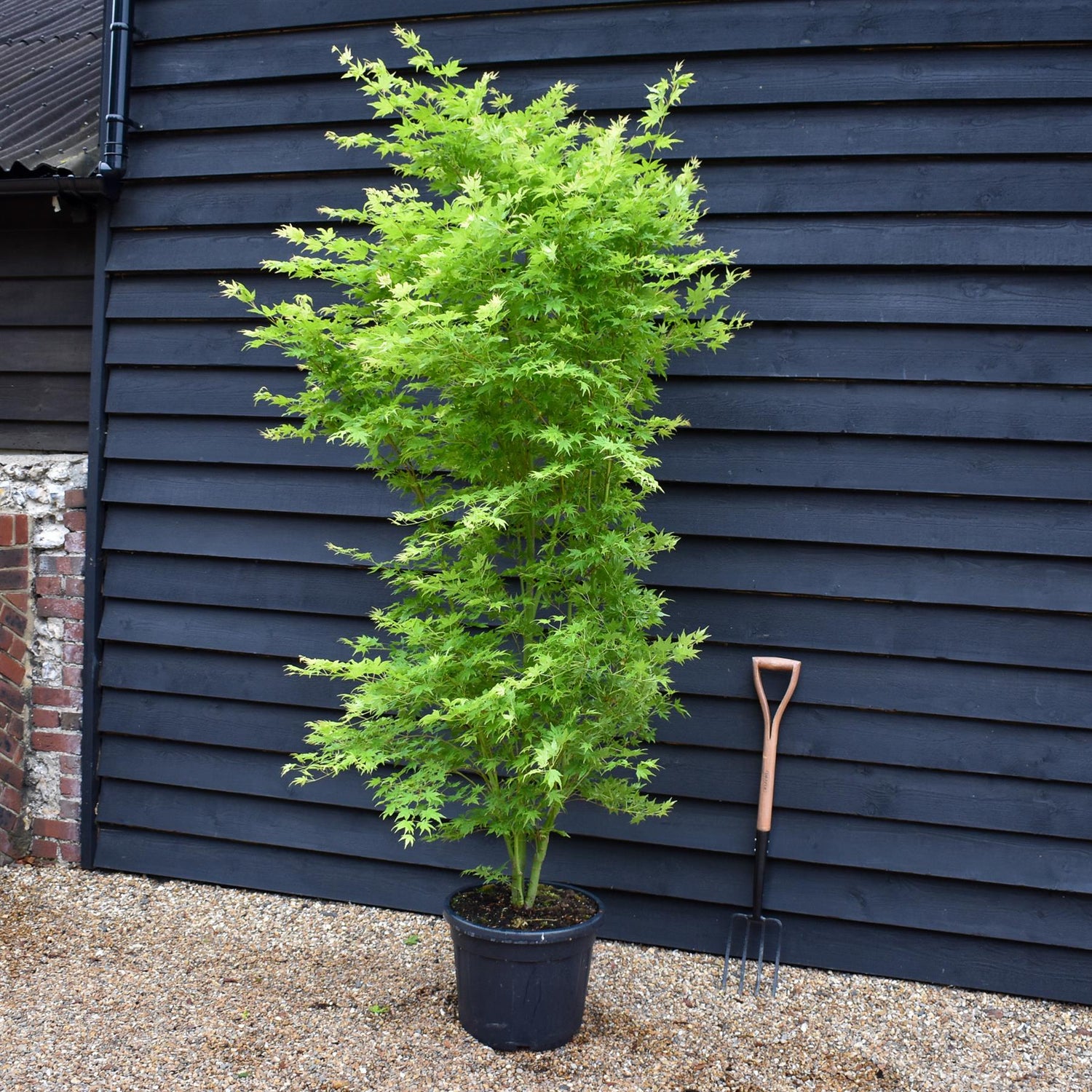Japanese maple 'Going Green' | Acer palmatum - Bushy - Height 200-250cm - 35lt