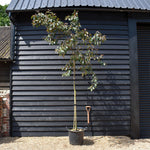 Crab Apple 'Mokum' | Malus - Clear Stem - Height 250-300cm - Girth 6-8cm - 45lt