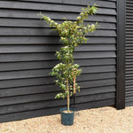Cotoneaster 'Rothschildianus' | Willow-Leaved Cotoneaster - Height 160-180cm - 12lt
