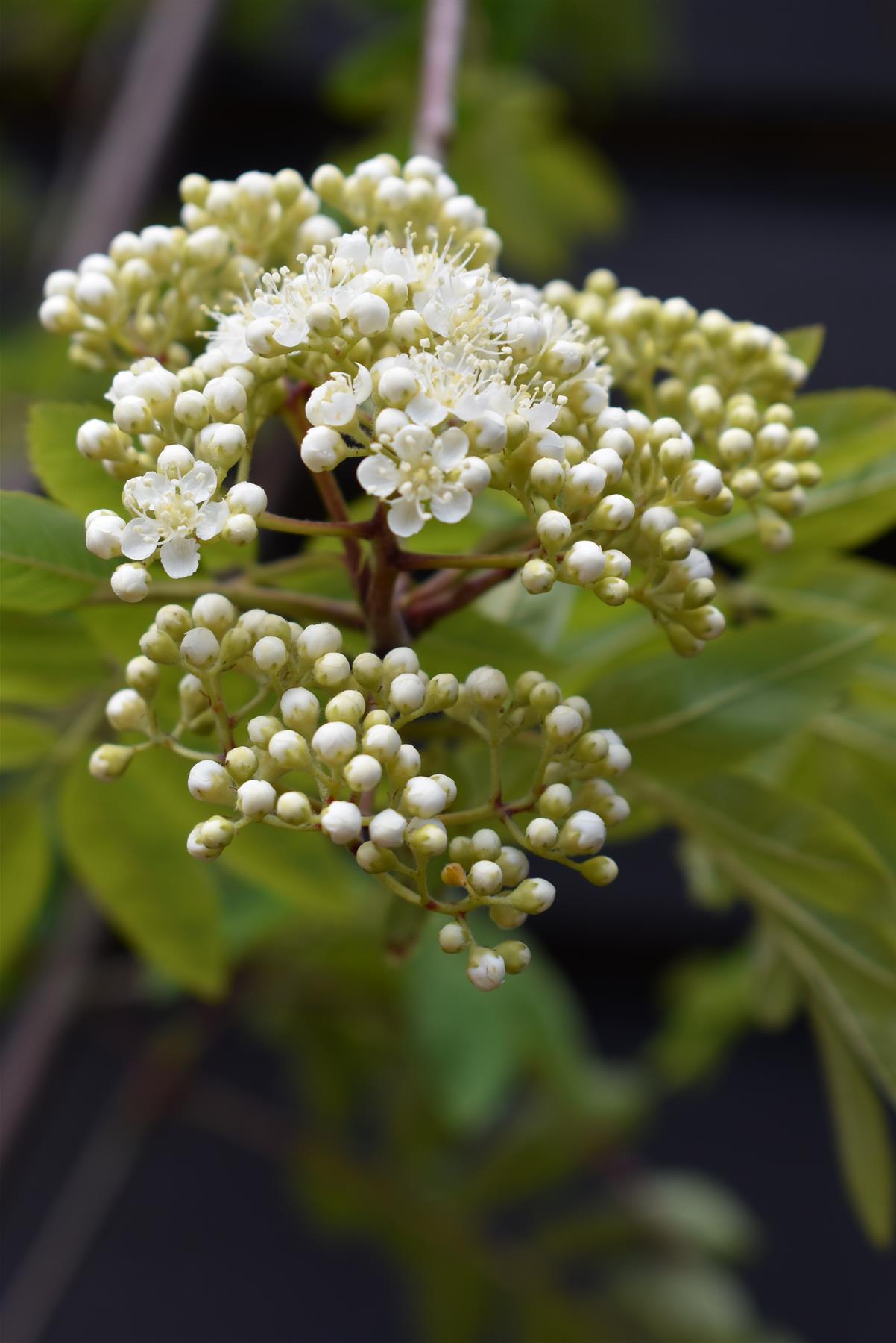 Sorbus aucuparia | European Mountain Ash - Height 160-220cm - Girth 4-8cm - Pot Grown - 12lt