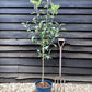 Apple tree 'James Grieve' | Malus domestica - M27 - Ultra-Dwarfing - 140-150cm - 10lt