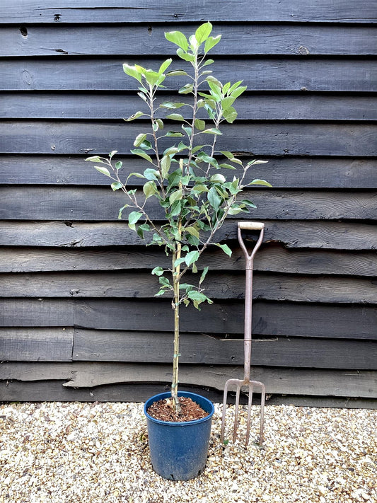 Apple tree 'James Grieve' | Malus domestica - M27 - Ultra-Dwarfing - 140-150cm - 10lt
