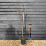 Himalayan Silver birch 'Trinity College' | Betula utilis - Height - 170-190cm - 10lt