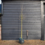 Corylus 'Colurna'| Turkish Hazel - Height 280-310cm -Girth 10-12cm - 45lt