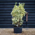 Euonymus japonicus 'Bravo' - Shrub - Variegated - Height 120-130cm - 40lt