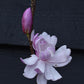 Magnolia 'Leonard Messel' - 100-140cm - 10lt
