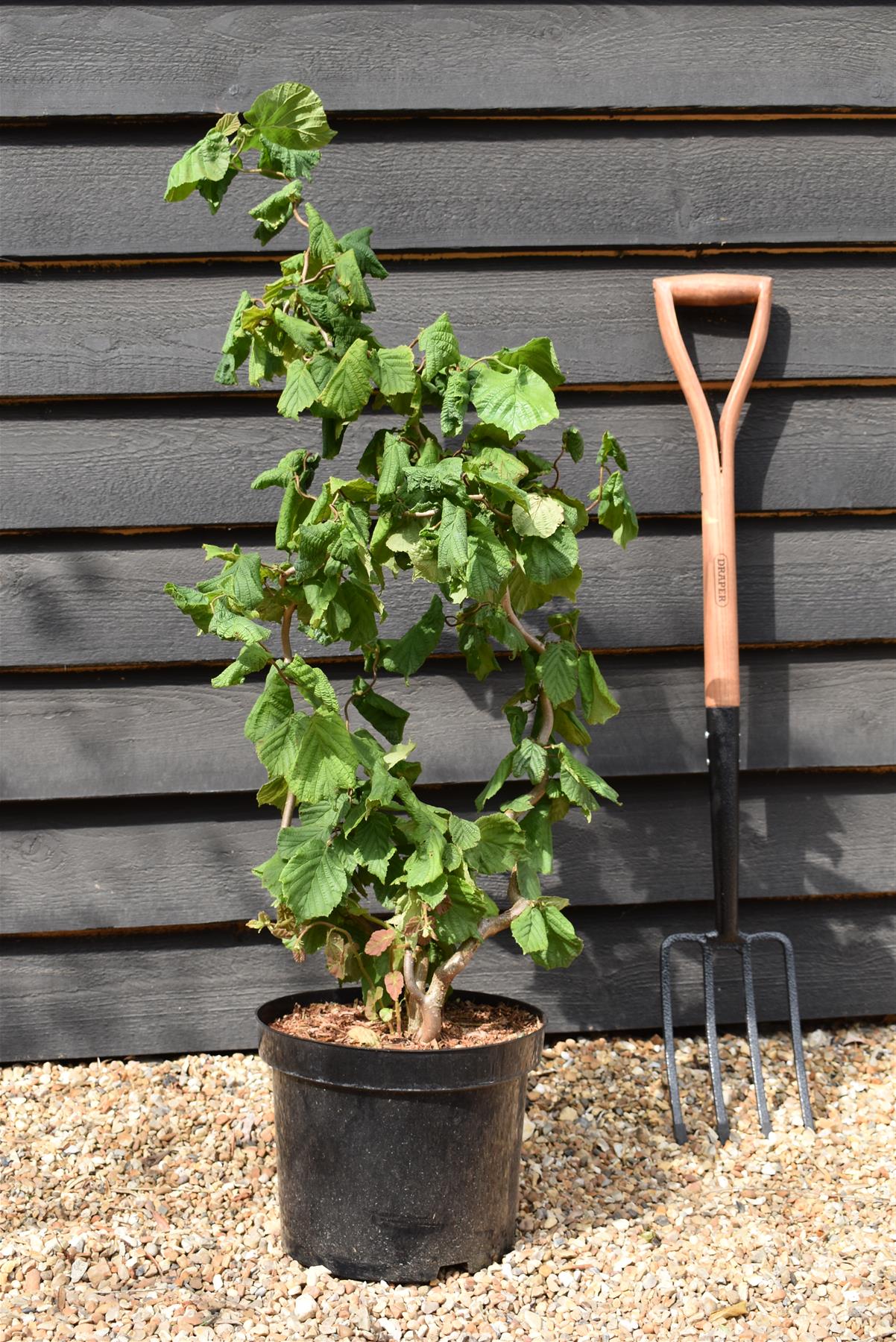 Corylus avellana 'Contorta' - Height 60-80cm - 10lt