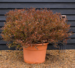 Azalea Japonica | Rhododendron - Ball - Height 80cm - Width - 100cm - 85lt