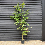 Carpinus betulus | European Hornbeam - 150-200cm, 10lt