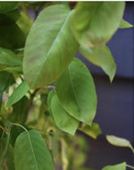 Amelanchier lamarckii | Juneberry - Shrub - Height 140-150cm - 10lt