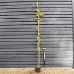 Wisteria Floribunda 'Black Dragon' - Cane - Height 180-200cm - 9lt