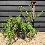 Deutzia - Shrub - Height 60-70cm - 5lt