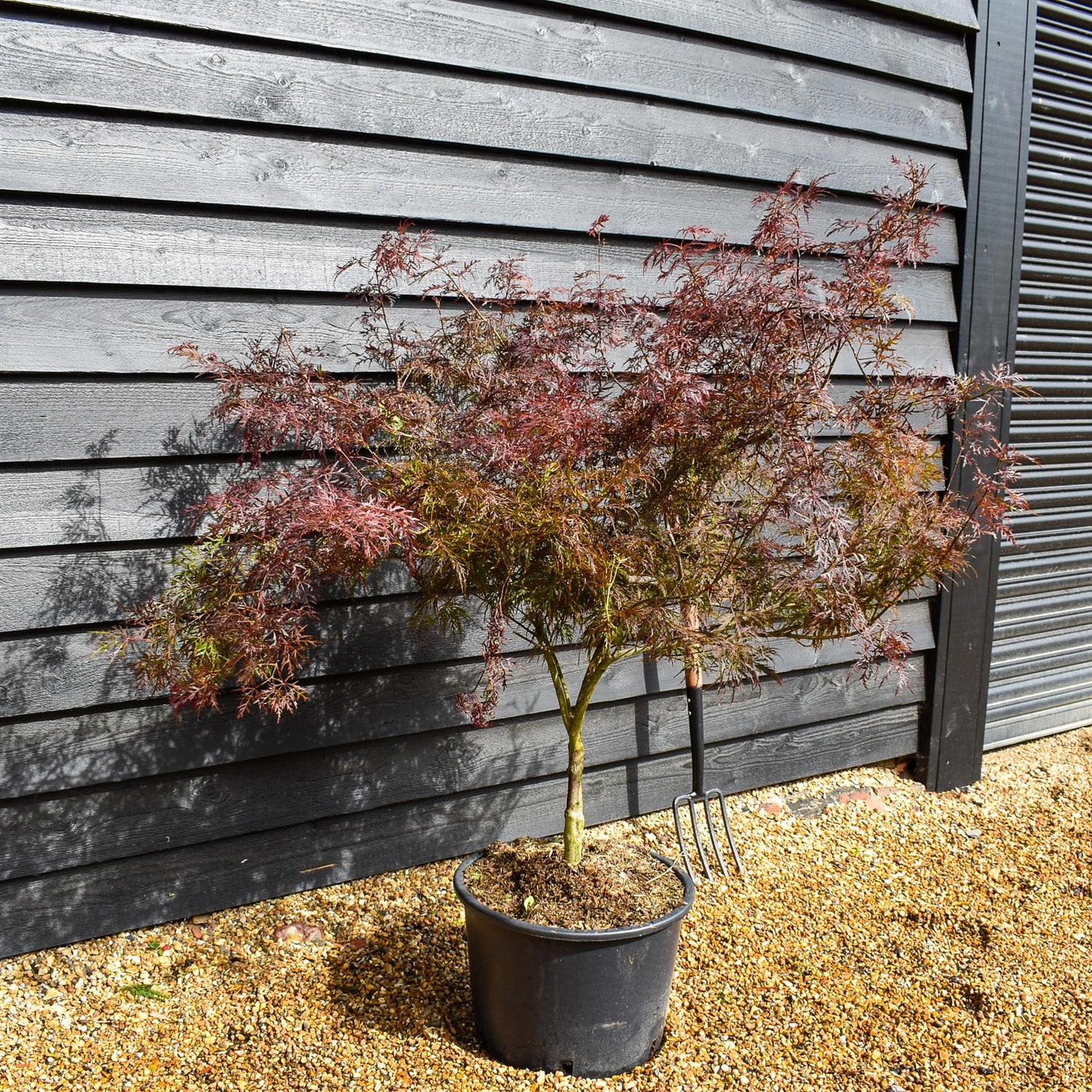 Garnet Japanese Maple | Acer palmatum 'Garnet'  Weeping - Clear Stem 30-50cm - Height  120-130cm - 35lt