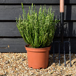 Baccharis genistelloides 'Coral Wave' - Shrub - Height 30-40cm - 5lt