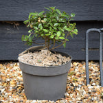 Pittosporum tenuifolium 'Gold Ball' (Golden Ball) - Height 15-20cm - 2lt